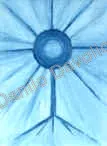 Me, neuron, or ostensory, 1991