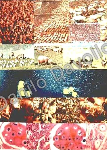Aggregation, 1994, Collage